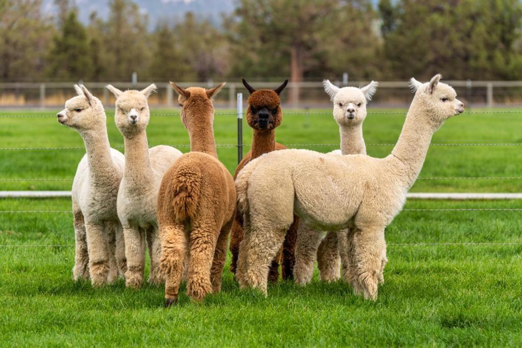 Alpaca Farm And B&B - Mama Adama Grândola Eksteriør bilde